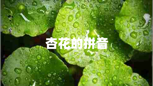 杏花的拼音