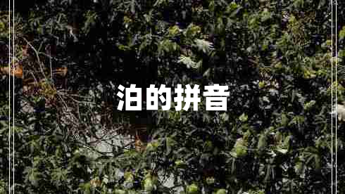 泊的拼音