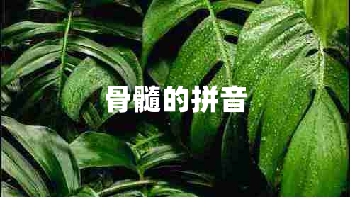 骨髓的拼音