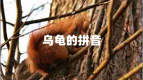 烏龜的拼音
