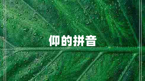 仰的拼音
