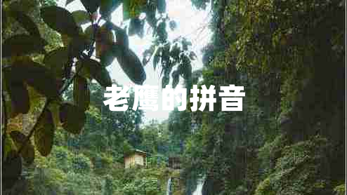老鷹的拼音