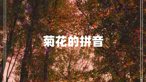 菊花的拼音