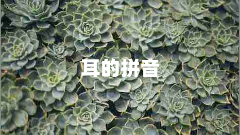 耳的拼音