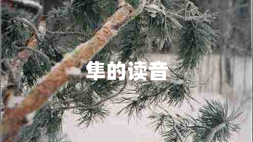 隼的讀音