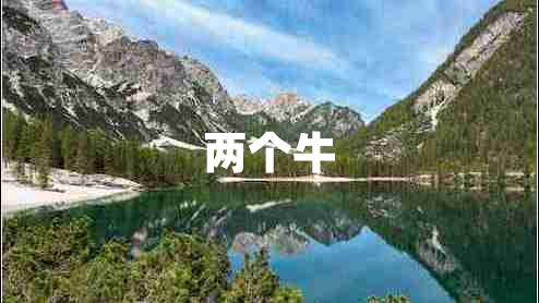 兩個(gè)牛
