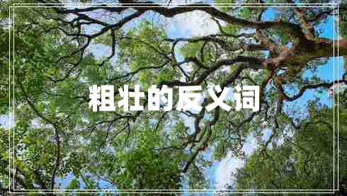 粗壯的反義詞