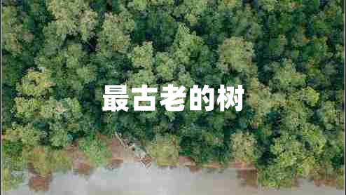 最古老的樹(shù)