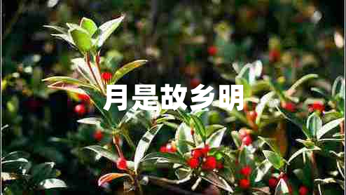 月是故鄉明