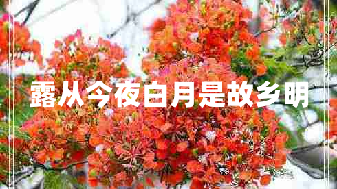 露從今夜白月是故鄉明