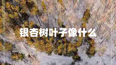 銀杏樹(shù)葉子像什么