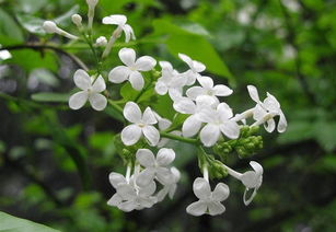錯了,作文,丁香花,開(kāi)滿(mǎn)