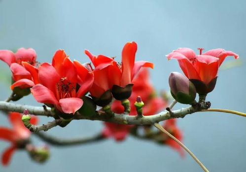 校園木棉花作文