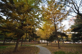 銀杏樹(shù),作文,校園里
