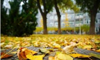 作文,柳樹(shù),秋天,校園