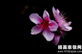 觀(guān)察校園桃花作文