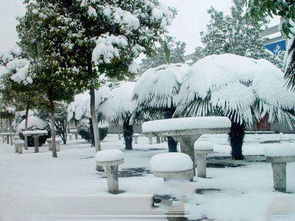 作文,雪景,校園