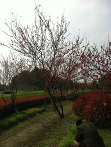 校園風(fēng)景開(kāi)頭作文