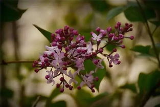 校園里盛開(kāi)的丁香花作文