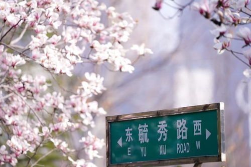 春花已開(kāi)校園等你歸來(lái)作文