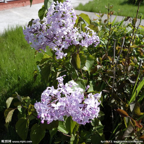 寫小說作文六年級開滿丁香花的校園,作文六年級開滿丁香花的校園400字,六年級作文小說開滿丁香花的校園