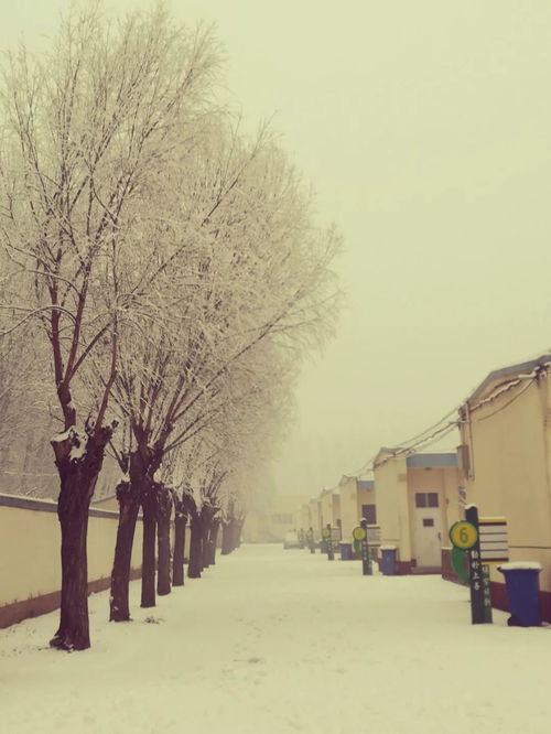 作文雪落校園