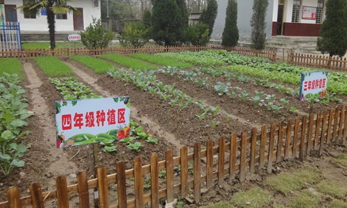 小學(xué)生校園菜園作文