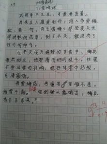 校園賞花的作文