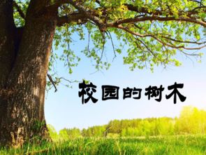 小學(xué)生校園樹(shù)木認養作文