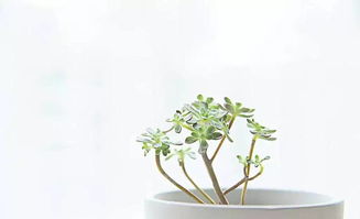 寫校園里的一種植物作文