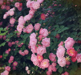 校園里的薔薇花作文兩百字
