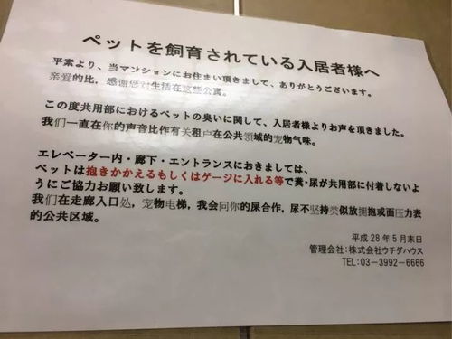 作文,你對,英語,印象