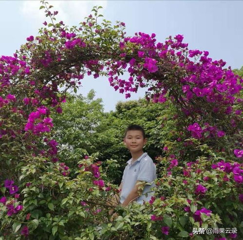 作文六級開滿丁香花的校園