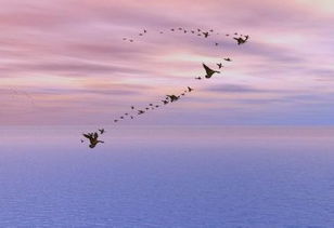 夢想校園作文350字,夢想校園作文是寫什么的,我夢想中的校園作文