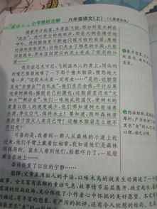 情景交融,作文,校園