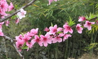 在校園的桃花樹(shù)作文三級