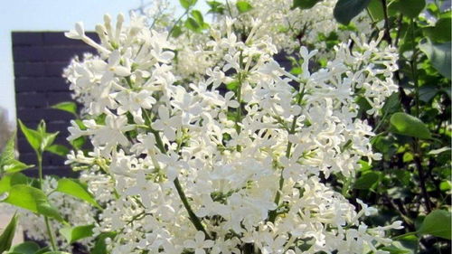 筆尖流出故事作文開(kāi)滿(mǎn)丁香花的校園