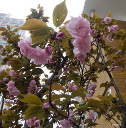 小說(shuō)作文環(huán)境開(kāi)滿(mǎn)丁香花的校園