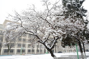 寫(xiě)景作文300字校園雪景