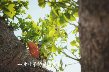 一片葉子經(jīng)過(guò)校園的旅行作文