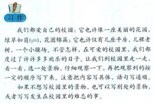 小學(xué)作文校園里的大楊樹(shù)