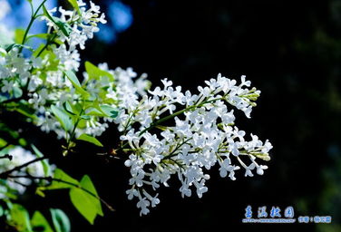作文,丁香花,開(kāi)滿,校園