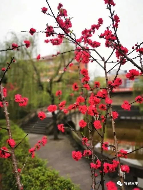 作文,等你,春花,歸來(lái)