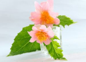 校園的海棠花作文400字