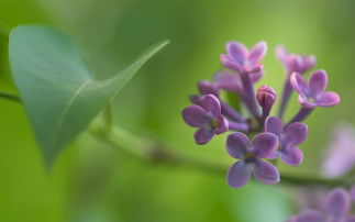 作文,丁香花,開(kāi)滿(mǎn),校園