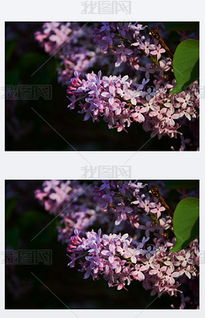 丁香花的校園作文600字六級