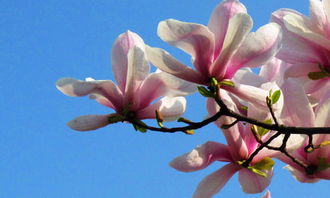 校園里的一株花作文400字左右