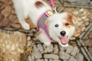 三個(gè)月泰迪幼犬喂養注意事項,給幼犬洗澡注意事項,泰迪幼犬喂養注意事項