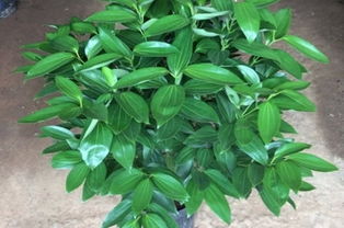 平安樹(shù)移植注意事項