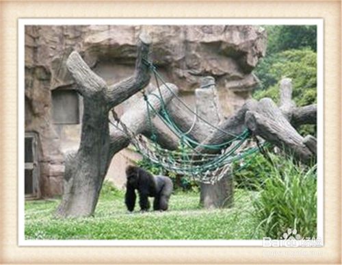 深圳,動(dòng)物園,注意事項
